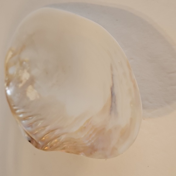 8"W Mother of Pearl & Polished 1/2 Mussel Clam Shell - Picture 3 of 5